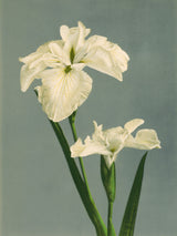 Iris Laevigata - Outlet