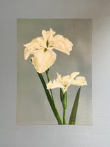 Iris Laevigata - Outlet