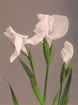Iris Kæmpferi - Outlet