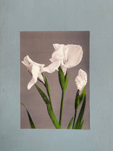 Iris Kæmpferi - Outlet