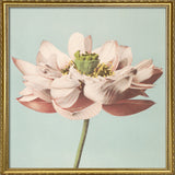 Lotus Flower Blooming