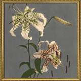 Lilium Speciosum