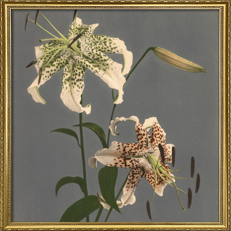 Lilium Speciosum