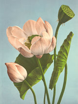Triple Lotus - Outlet