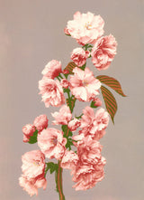 Cherry Blossom - Outlet