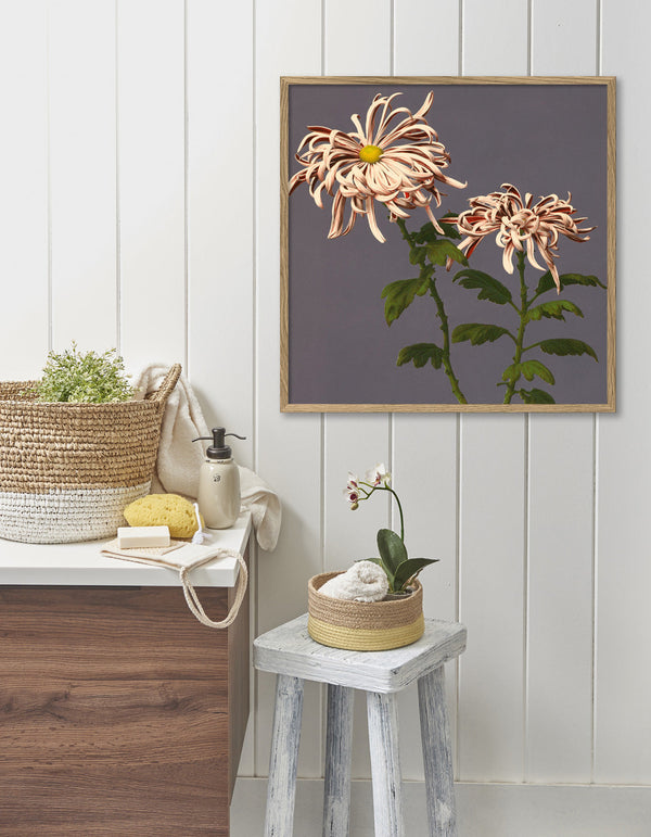 Chrysanthemum of Chrysant.