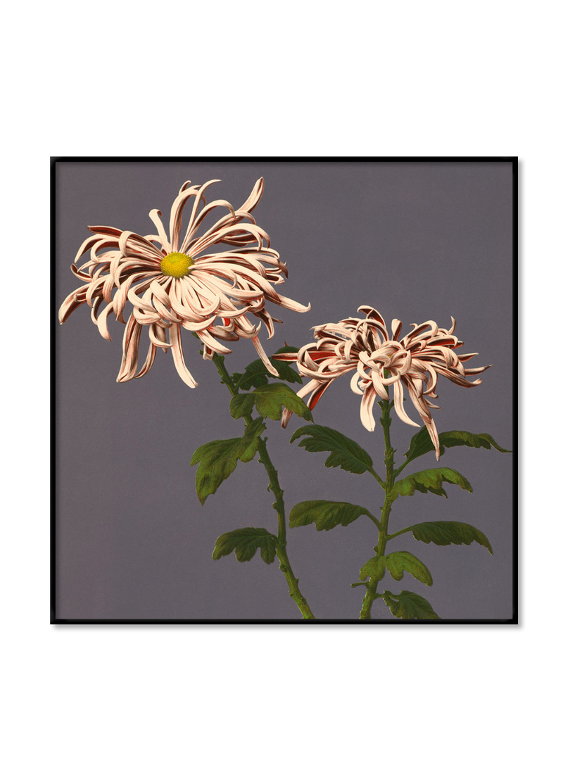 Chrysanthemum of Chrysant.