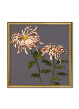 Chrysanthemum of Chrysant.