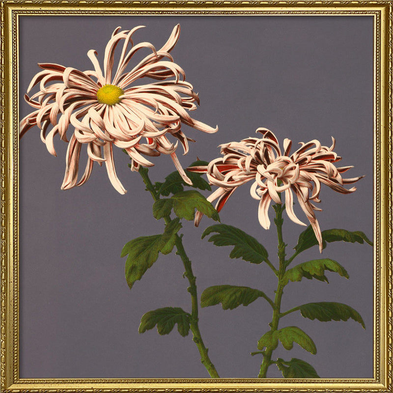 Chrysanthemum of Chrysant.