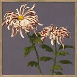 Chrysanthemum of Chrysant.