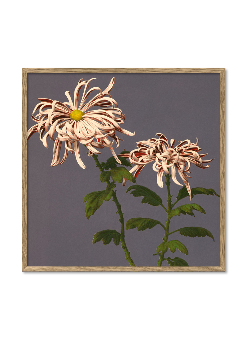 Chrysanthemum of Chrysant.