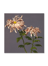 Chrysanthemum of Chrysant.