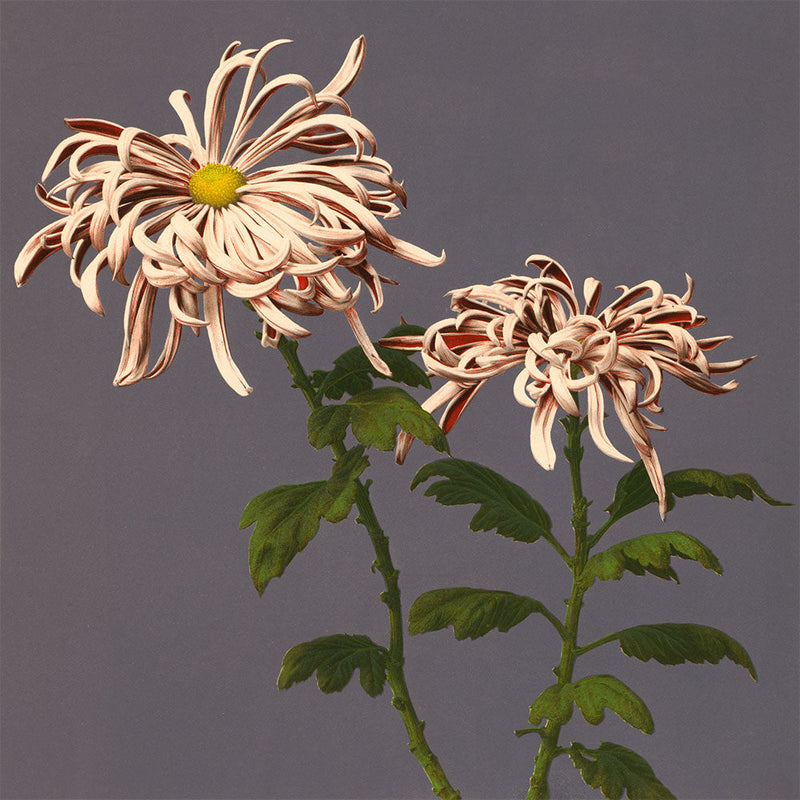 Chrysanthemum of Chrysant.