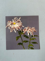 Chrysanthemum of Chrysant. - Outlet