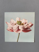 Lotus Flower Blooming - Outlet