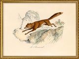Le Renard
