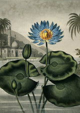 Blue Egyptian - Outlet