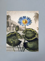 Blue Egyptian - Outlet