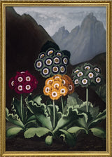 Green, Blue, Red and Yellow Flowers