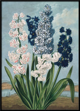 White and Blue Hyacints