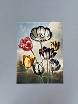 Tulips - Outlet