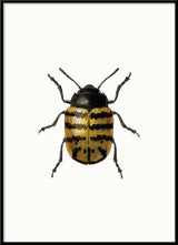 Golden Beetle (white)