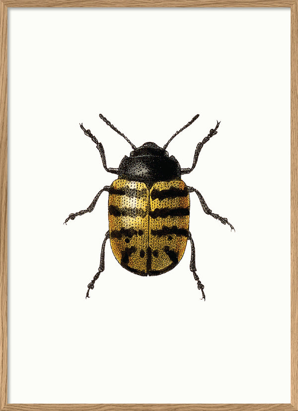 Golden Beetle (white)