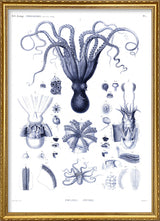 Octopuses and Cuttlefish