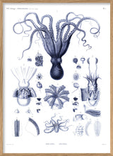 Octopuses and Cuttlefish
