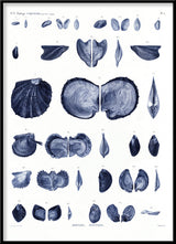 Mussels and Clams