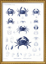 Crabs