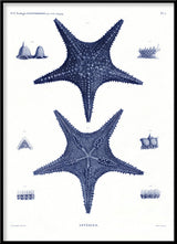 Sea Stars