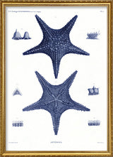 Sea Stars