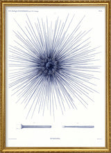 Sea Urchin I.
