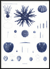 Sea Urchin II.