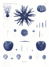 Sea Urchin II.