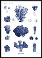 Stony Corals