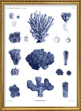 Stony Corals