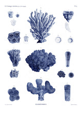 Stony Corals