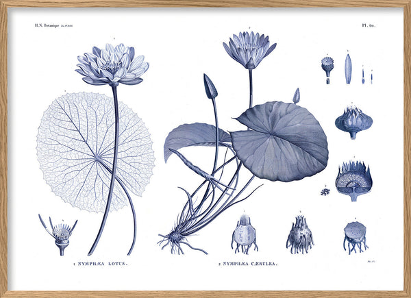 White and blue Water Lilies