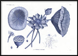 Sacred lotus