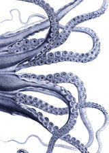 Octopus - detail I.