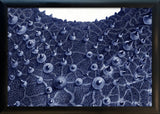 Sea Star top view - detail I.