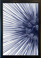 Sea Urchin with Spines - detail I.