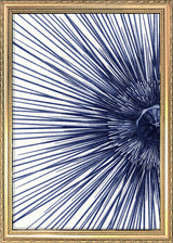 Sea Urchin with Spines - detail I.