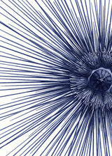 Sea Urchin with Spines - detail I.