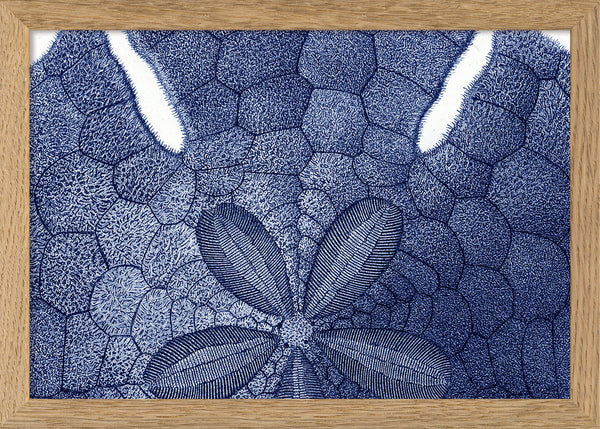 Sea Urchin without Spines - detail