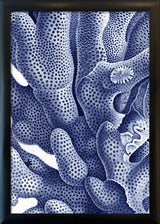 Stony Corals - detail I.