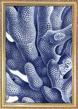 Stony Corals - detail I.