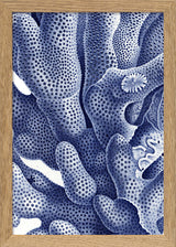 Stony Corals - detail I.